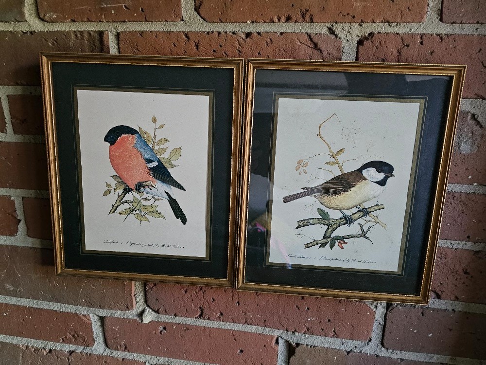 bullfinch_framed_prints